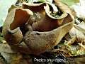 Phylloscypha phyllogena-amf1416-1